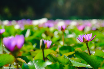 This beautiful purple water lily or lotus flower blooming on the water in garden,Thailand....