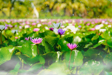Colorful of water lily or lotus flower blooming on the water with water drop in garden,Thailand. Selective and soft focus with blurred background.