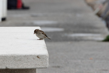 house sparrow