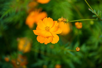 Yellow cosmos flower,Comos spp,Compositae , color process