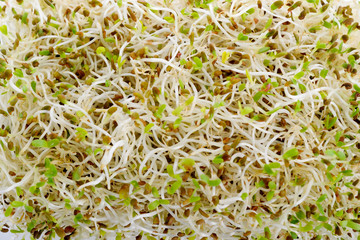 Sprouted alfalfa seeds isolated on a white background