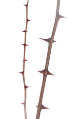 Obraz premium Thorns, isolated, cutout. Reminiscent of crown of thorns.