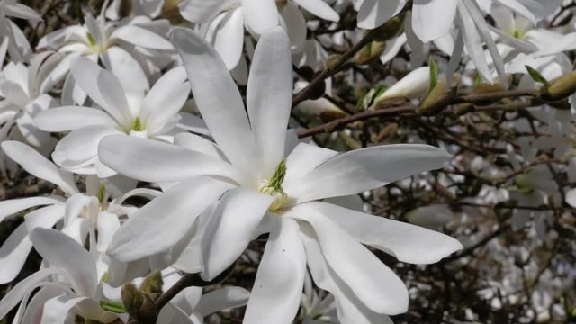 Magnolia stellata in Bl&uuml;te