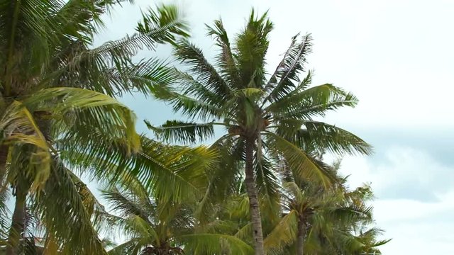 Kroon coconut trees swaying in the wind against the gray sky.