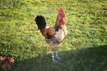 the rooster is a sacred animal in some cultures