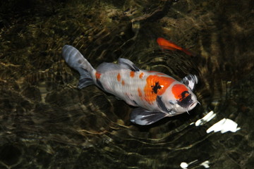 Бело-оранжевый карп в водоеме в ожидании еды.