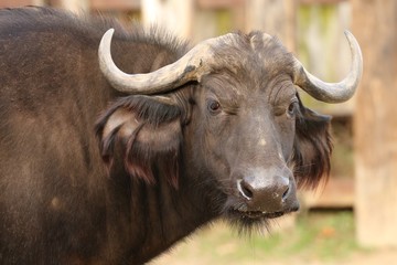 Naklejka premium 水牛