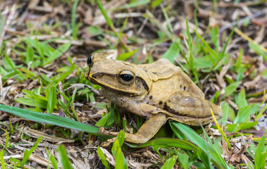 Common tree frog or golden tree frog  on green ground.