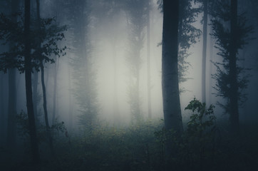 Dark forest background. Nature scenery in twilight with fog, trees and spooky atmosphere in woods