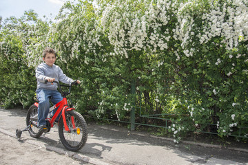 Spring flowering shrubs near a small boy on a bicycle.