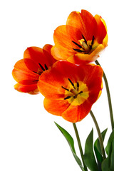 Fototapeta premium Bouquet from three flowers