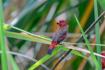 Red avadavat(amandava amandava), beautiful bird on branch.