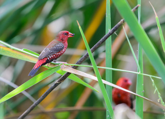 Red avadavat(amandava amandava), beautiful bird on branch.