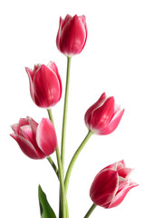 Obraz premium Beautiful bouquet