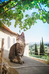 Obraz premium cat italy