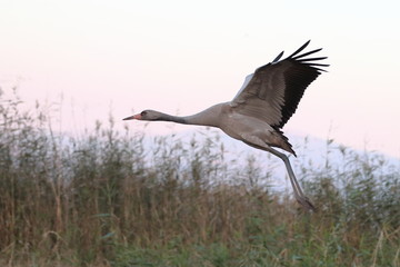 Gray Crane Landing