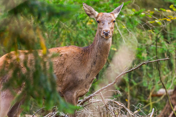 Portrait eines Rothirsches im Wald des Nationalparks De Hoge Veluwe