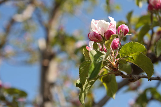 Frühlingsboten Apfelblüte im Vinschau ( Südtirol) 