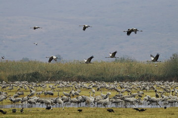 Fototapeta na wymiar Flying Gray Cranes