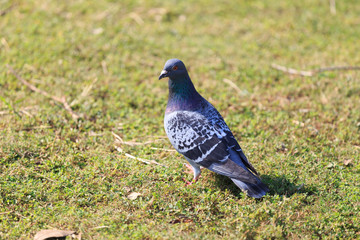 One pigeon (dove)	