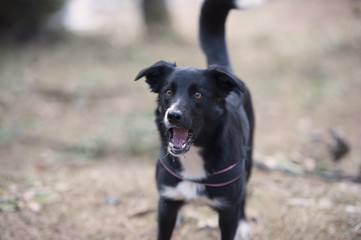 Barking dog. Border collie bark, he has mouth open like trying to catch something and he is looking...