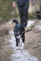 Border Collie with a stick caught in action