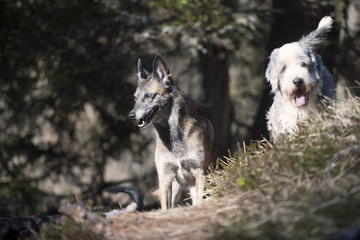 Two cute dog friends. Focus on a Belgian Shepherd dog.
