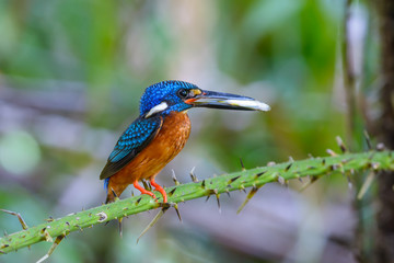 Blue-eared kingfisher(Alcedo meninting) on branch in nature.
