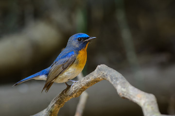 Obraz premium Blue-throated Flycatcher