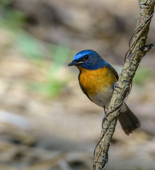 Blue-throated Flycatcher