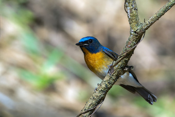 Blue-throated Flycatcher