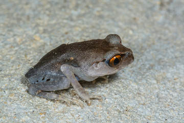 Spotted Litter Frog(Leptobrachium hendricksoni Taylor), Beautiful frog on ground.