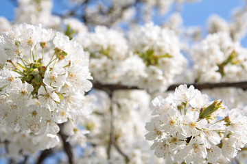 Kirschblüte im Vinschgau - Frühlingsboten