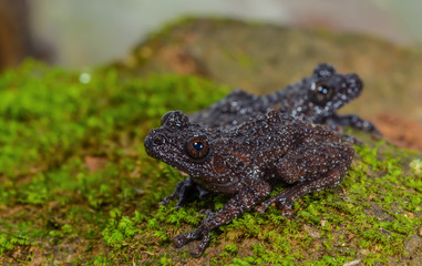 taylors warted tree frog(theloderma stellatum), Black frog on moss.