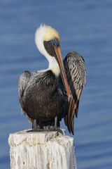 Brown Pelican preening its feathers on a Florida dock piling