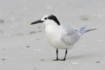 Fototapeta na wymiar Sandwich Tern in winter plumage on a Florida beach