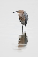 Reddish Egret standing in a shallow pond - Florida