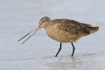 Marbled Godwit foraging in the Gulf of Mexico - Florida