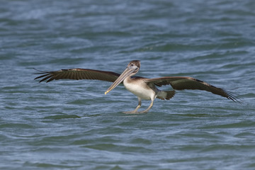 Immature Brown Pelican landing in the ocean - Florida