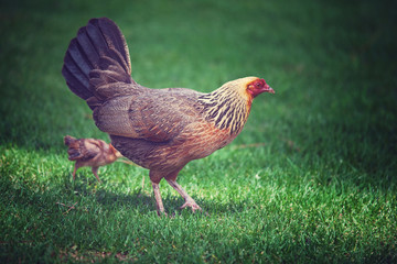 Chicken