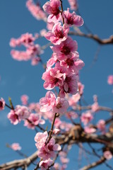 Mandelblüte im Vinschgau ( Südtirol)