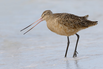 Marbled Godwit foraging in shallow water - St. Petersburg, Flori
