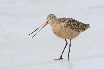 Marbled Godwit foraging in shallow water - St. Petersburg, Flori