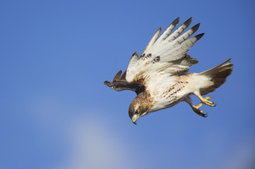 A Red-tailed Hawk flies down to the ground hunting for rodents on a bright sunny day.