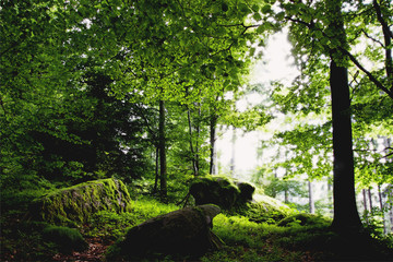 Findlinge im Buchenwald