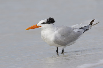 Royal Tern wading in the Gulf of Mexico - Florida