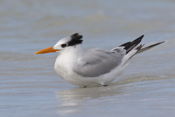 Royal Tern wading in the Gulf of Mexico - Florida