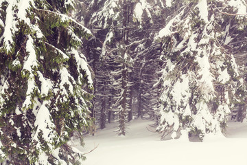 Winter forest Instagram filter