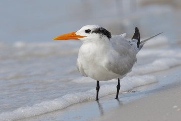 Royal Tern on a Gulf of Mexico beach - Florida