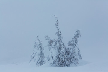 Winter forest Instagram filter